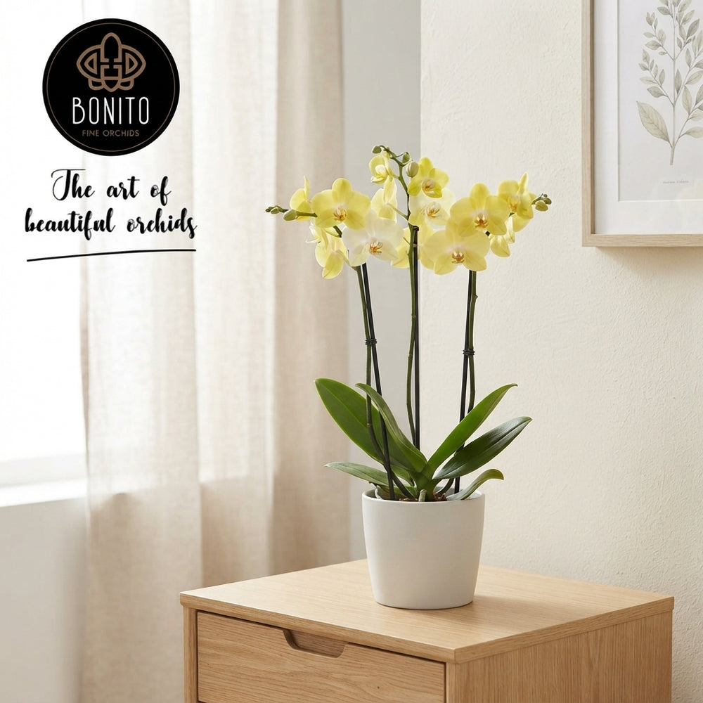 Mixed Phalaenopsis Orchid – 3 Stem, 12cm Pot