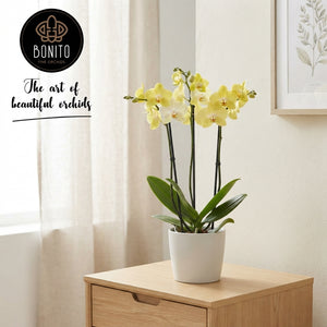 Mixed Phalaenopsis Orchid – 3 Stem, 12cm Pot