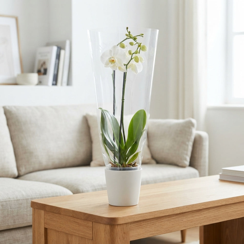 Mixed Phalaenopsis Orchid – 3 Stem, 12cm Pot
