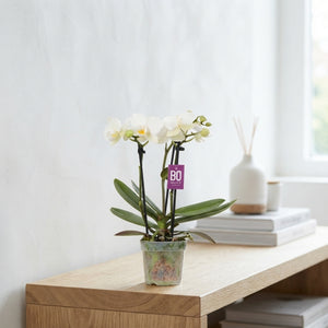Mini White Phalaenopsis Orchid – 7cm Pot