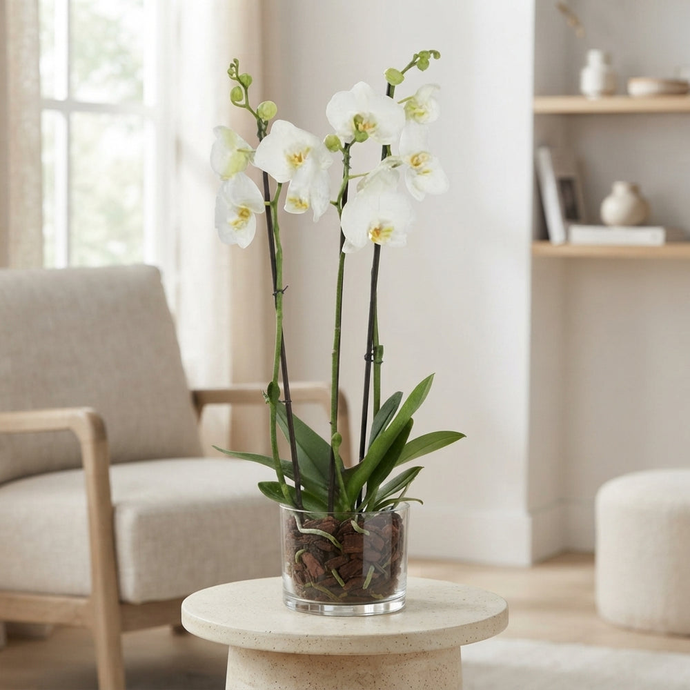 White Phalaenopsis Orchid – 3 Stem, 12cm Pot