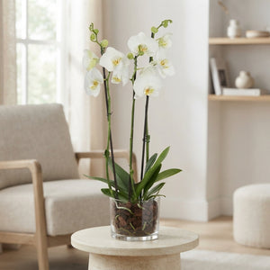 White Phalaenopsis Orchid – 3 Stem, 12cm Pot