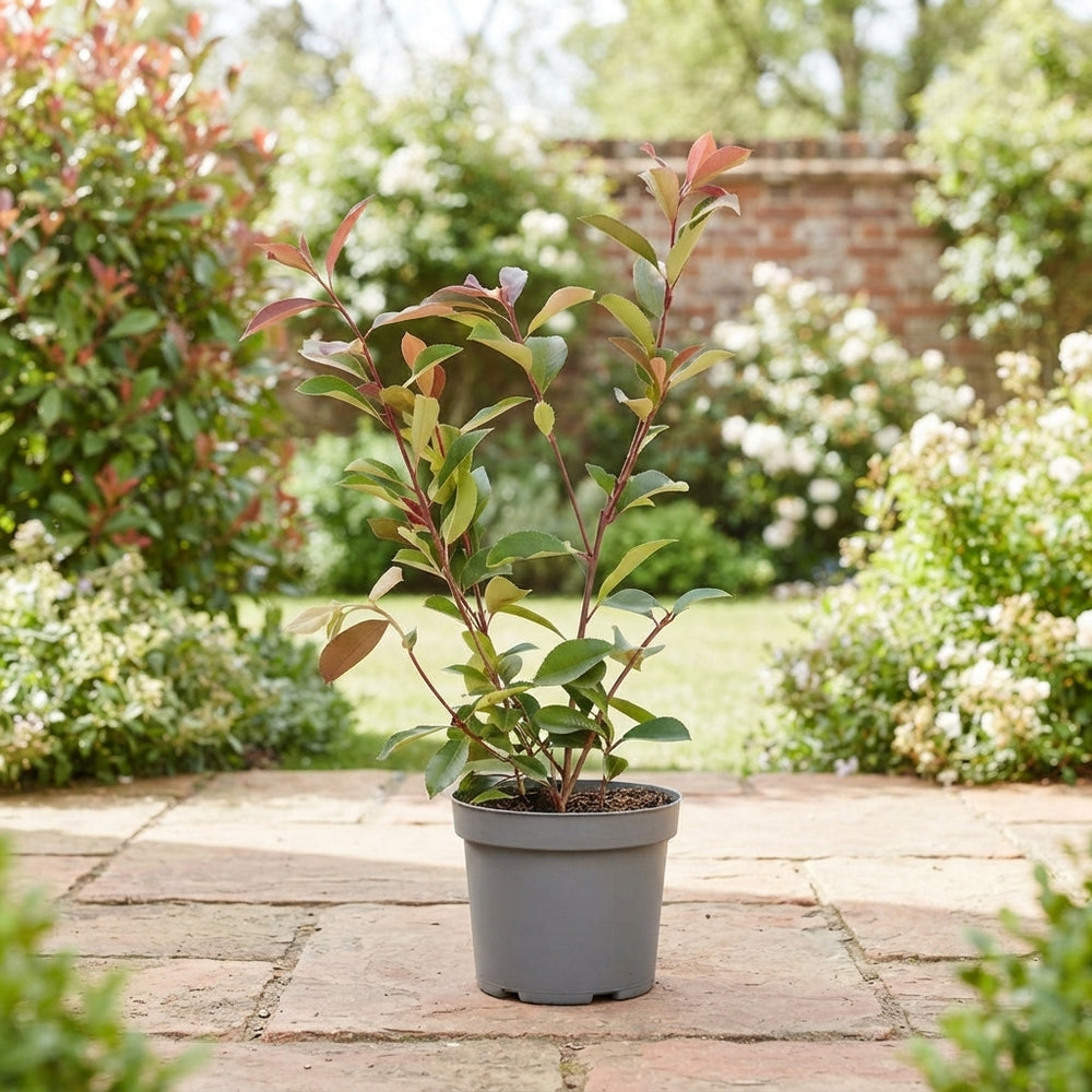 Red Robin Photinia (Photinia × fraseri) – 22cm Pot