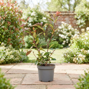Red Robin Photinia (Photinia × fraseri) – 22cm Pot