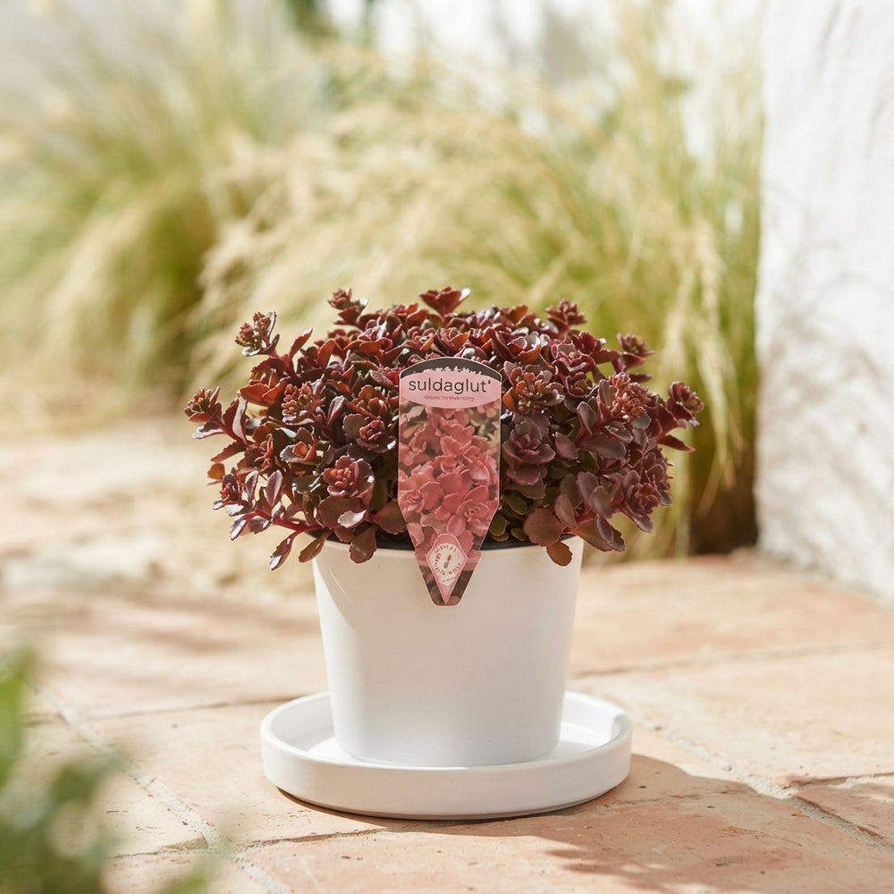 Sedum 'Fuldaglut' – 12cm Pot