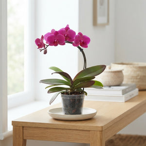 Mixed Phalaenopsis Orchid – 12cm Pot, 45cm High