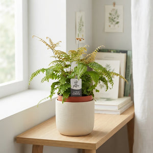 Bronze Maidenhair Fern (Adiantum) – 12cm Pot