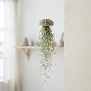 Large Tillandsia Jellyfish Air Plant