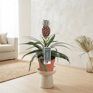 Dark Red Ananas Mi Rosita – 12cm Pot