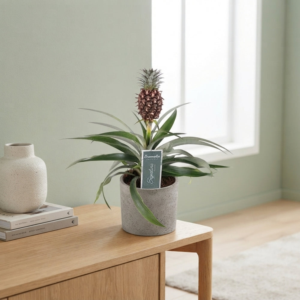 Dark Red Ananas ‘Mi Rosita’ – 12cm Pot