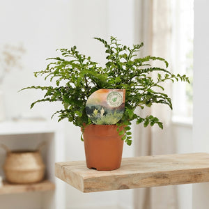 Asplenium ‘Parvati’ Fern – 12cm Pot