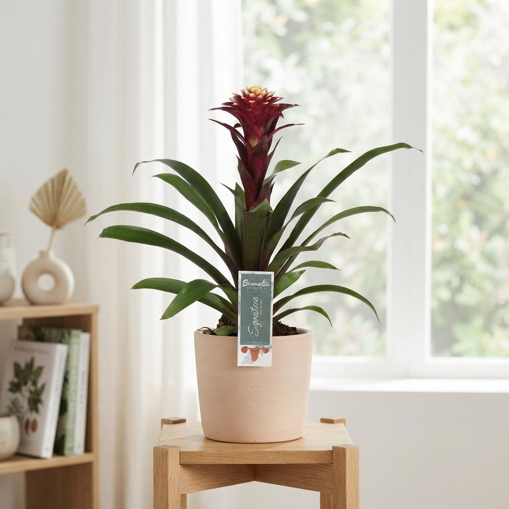 Guzmania 'Fransesca' Bromeliad – 12cm Pot