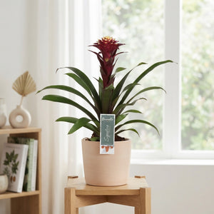 Guzmania 'Fransesca' Bromeliad – 12cm Pot