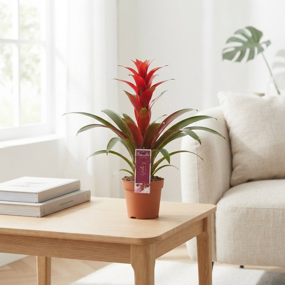 Mixed Guzmania Bromeliad – 12cm Pot, 50cm Height