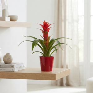Mixed Guzmania Bromeliad – 12cm Pot, 50cm High