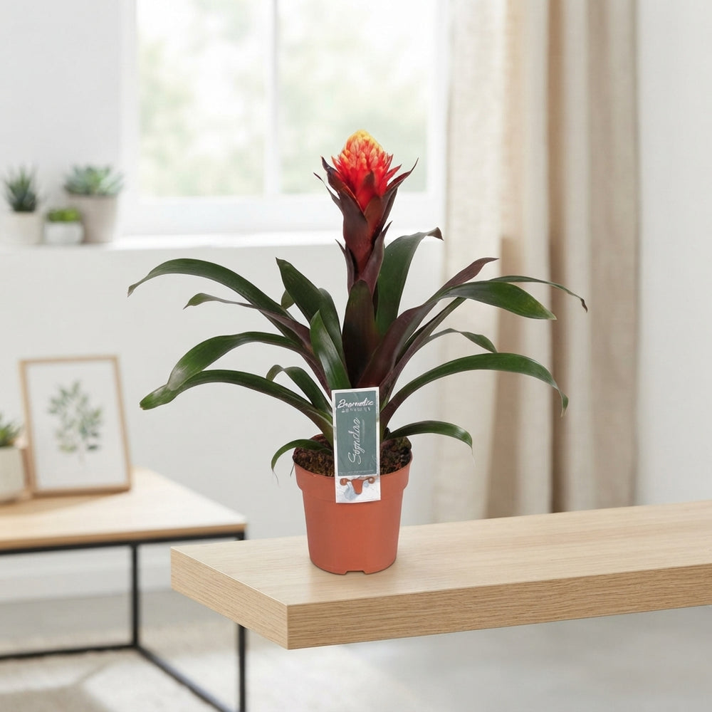 Guzmania Bromeliad – 12cm Pot, Approx. 45cm High
