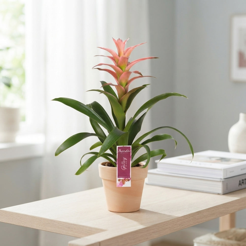 Pink Guzmania Bromeliad – 12cm Pot, 45cm High