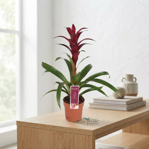 Burgundy Guzmania Houseplant – 12cm Pot