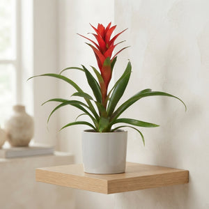 Red Guzmania ‘Ostara’ – 12cm Pot, 45cm Tall