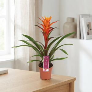 Guzmania Bromeliad – 12cm Pot, Approx. 50cm