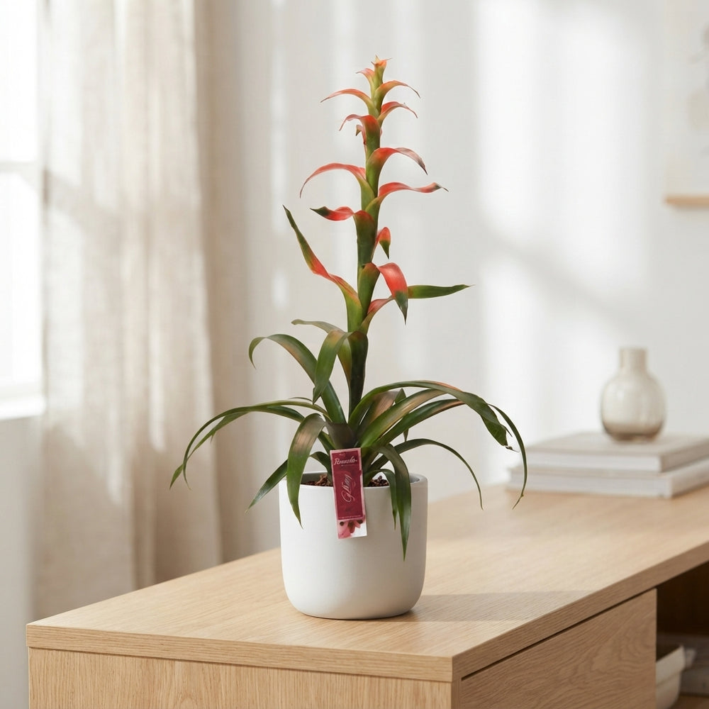 White Guzmania Bromeliad – 12cm Pot, 40cm High