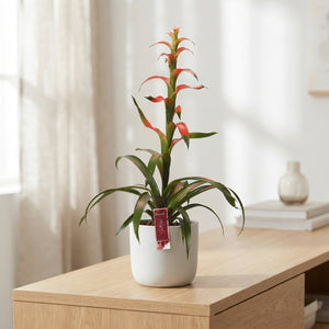 White Guzmania Bromeliad – 12cm Pot, 40cm High