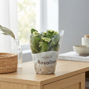 Kalanchoe Rosalina Double-Flowering Houseplant – 15cm Pot