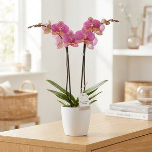 Phalaenopsis Orchid ‘With Love’ – 12cm Pot, 50cm