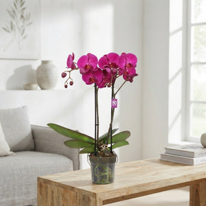 Purple Phalaenopsis Orchid – 2 Stem, 12cm Pot