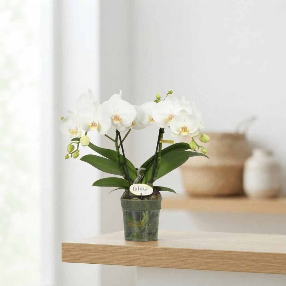 White Phalaenopsis Orchid – 2 Stems, 12cm Pot
