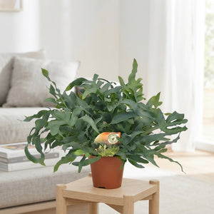 Blue Star Fern (Phlebodium) – 17cm Pot, 60cm High