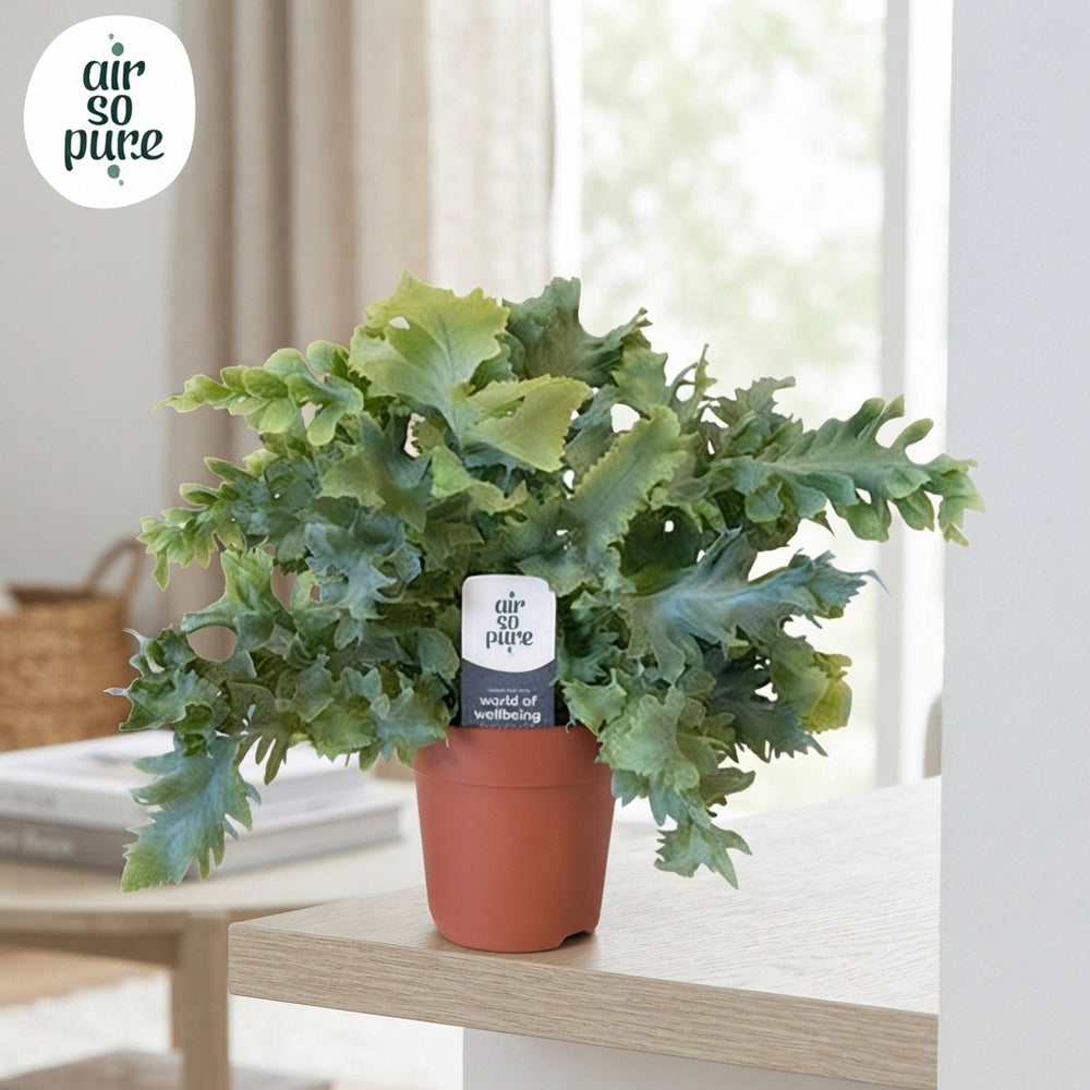 Blue Star Fern (Phlebodium Davana) – 12cm Pot