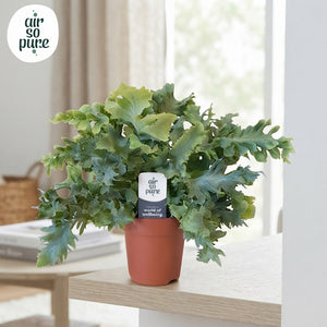Blue Star Fern (Phlebodium Davana) – 12cm Pot
