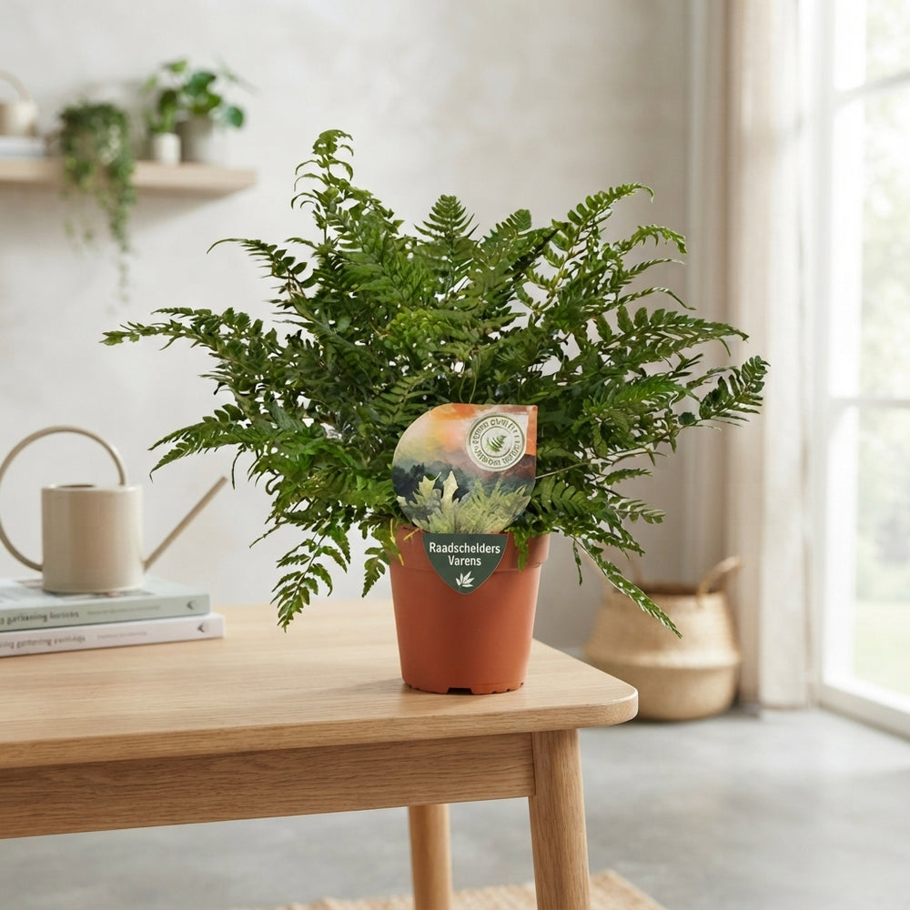 Korean Rock Fern (Polystichum tsussimense) – 12cm Pot