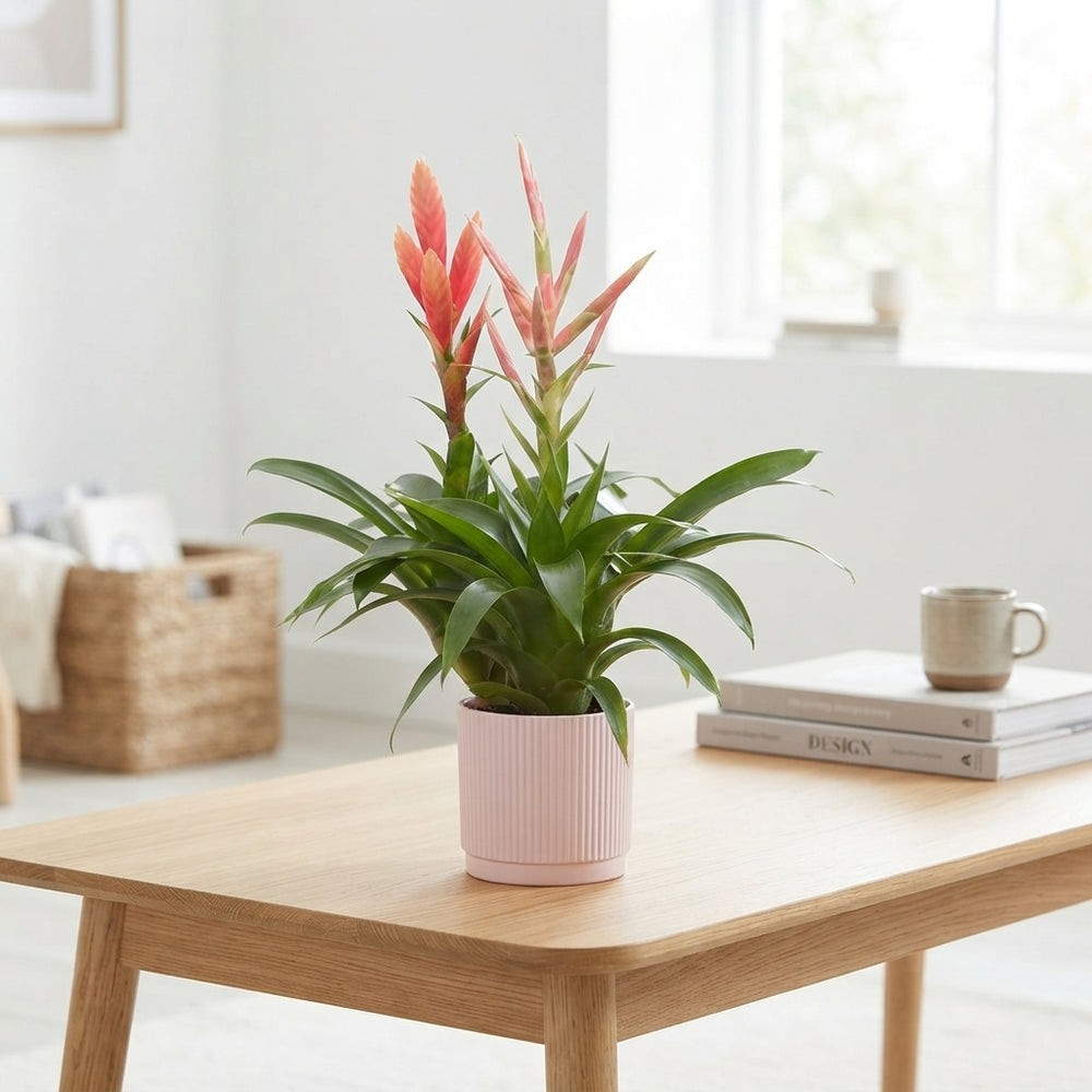 Mixed Tillandsia in Pastel Pot – 12cm