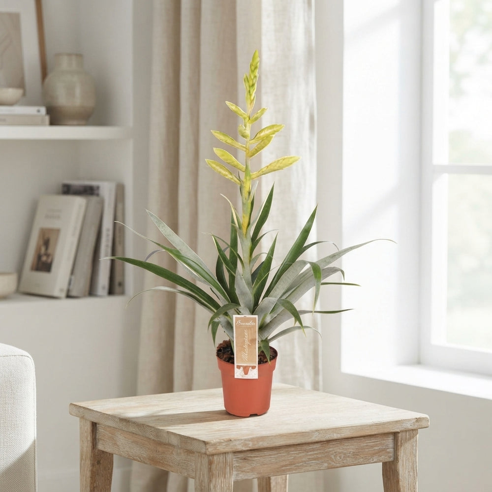 Tillandsia oerstediana Air Plant – 12cm Pot, 60cm High