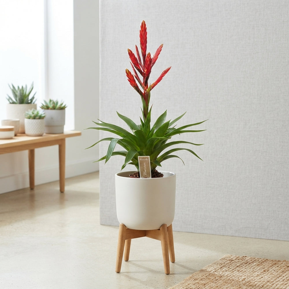 Tillandsia ‘Amorosa’ Red Flowering Plant – 12cm Pot