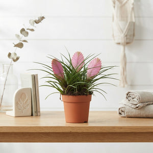 Pink Tillandsia Anita Air Plant – 12cm Pot