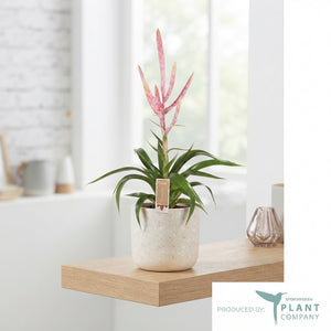 Pink Tillandsia Dolce – 12cm Pot, 60cm High