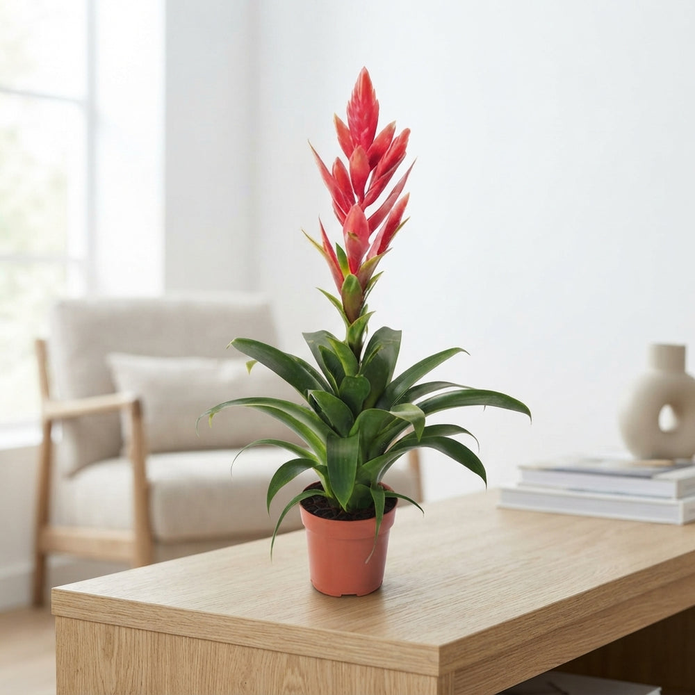 Tillandsia Ziva Air Plant – 12cm Pot, 50cm High