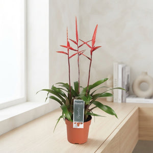 Vriesea ‘Elan’ Bromeliad – 12cm Pot, 55cm High
