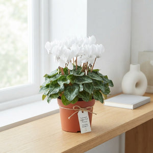 White Small-Flowered Cyclamen (Cyclamen persicum) – 9cm Pot