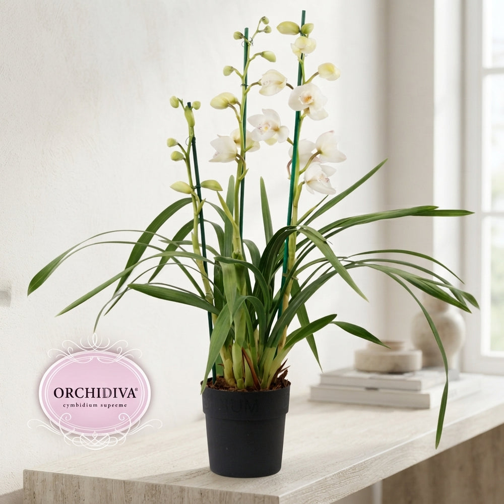 White Cymbidium Orchid – 14cm Pot, 70cm High