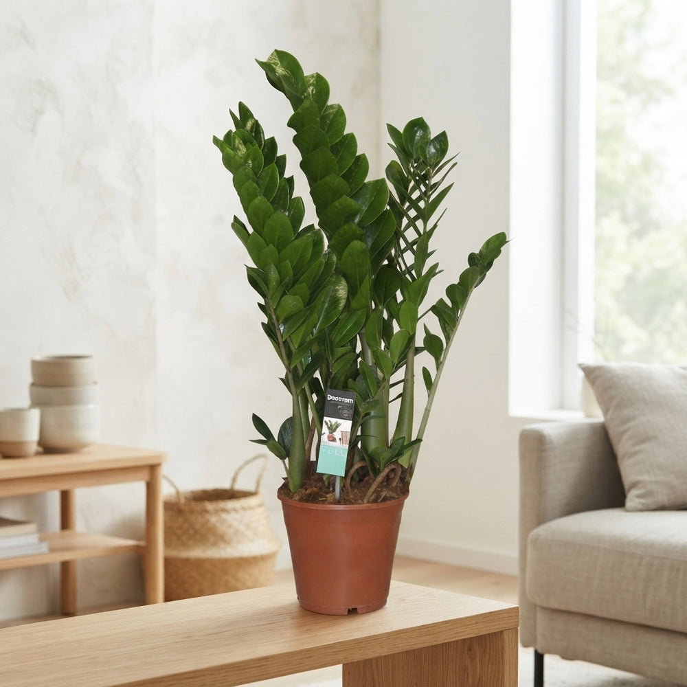 ZZ Plant (Zamioculcas zamiifolia) – 21cm Pot