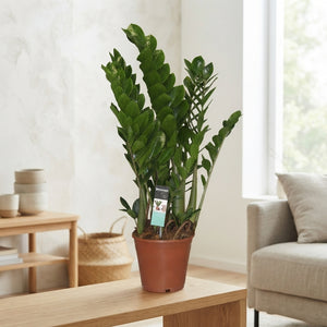 ZZ Plant (Zamioculcas zamiifolia) – 21cm Pot