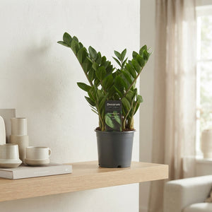 ZZ Plant ‘Lima’ (Zamioculcas zamiifolia) – 12cm Pot