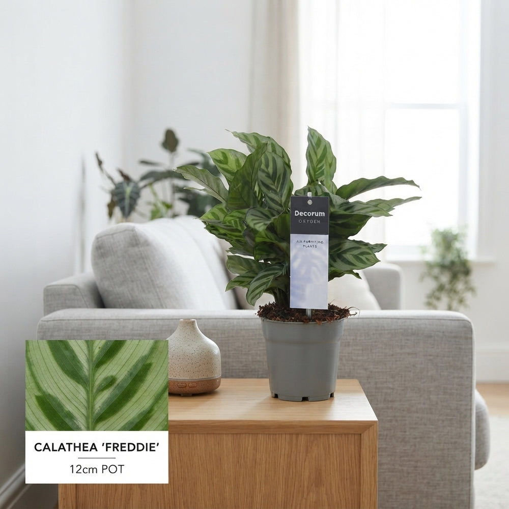 Calathea Freddie Prayer Plant – 12cm Pot, 30cm Tall