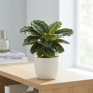 Mixed Calathea Houseplant – 12cm Pot, 30cm High