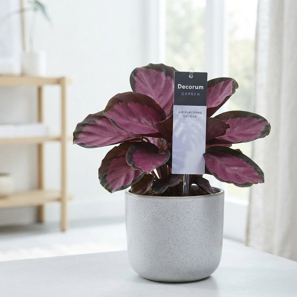 Calathea Rosy Roseopicta – 12cm Pot