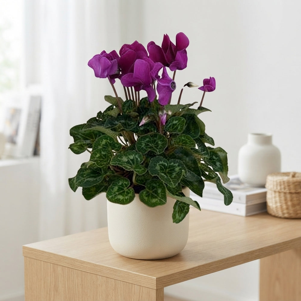Dark Violet Persian Cyclamen (Cyclamen persicum) – 12cm Pot